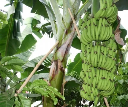 Fresh Cavendish Banana From Vietnam/ Kotinochi brand