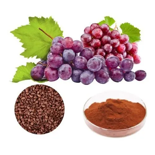 
100% Natural Grape Seed Extract.Proanthocyand 95% by UV. USP, EU Grade. ISO 22000 (UKAS). WhatsApp +91-7087480008. Panax Ginseng 