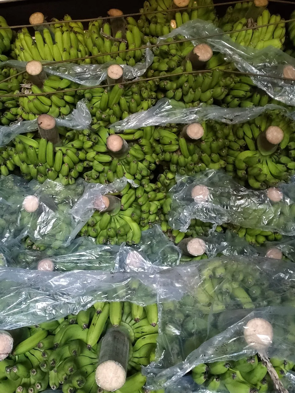 BEST SELLING COMPETITIVE PRICE VIETNAM FRESH BANANA CAVENDISH TO DUBAI MALAYSIA JAPAN KOREA