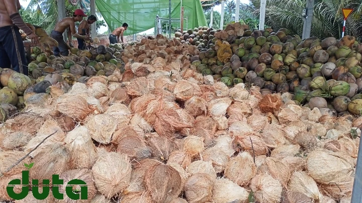 Дешевые свежие зрелые органические кокосы для продажи