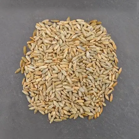 Quality Hot Seller Germany organic rye grain in bulk for sale