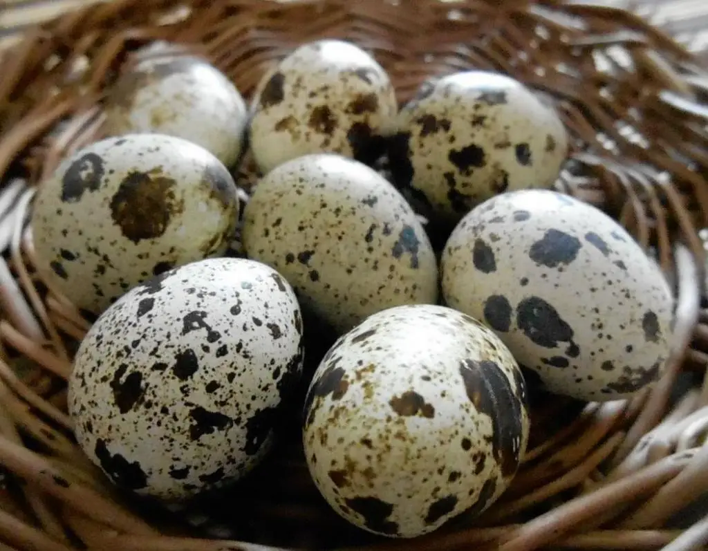 Поставка Замороженного перепелового яйца по хорошей цене, Мисс Софи