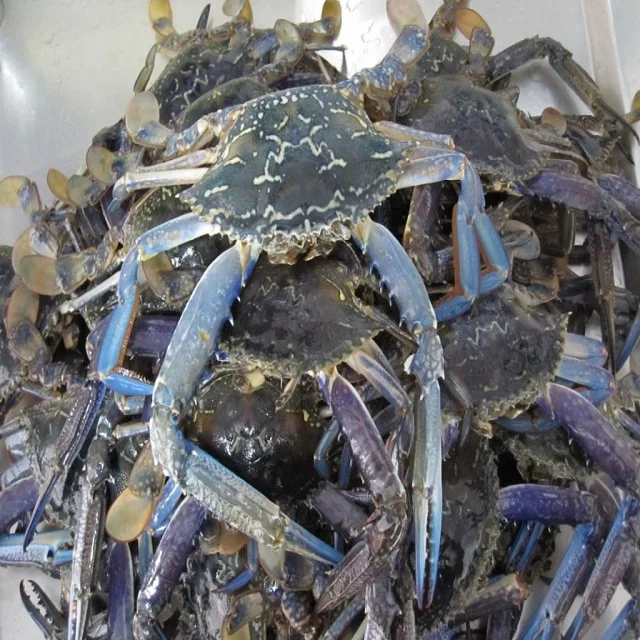 
Whole frozen steamed blue swimming crab 