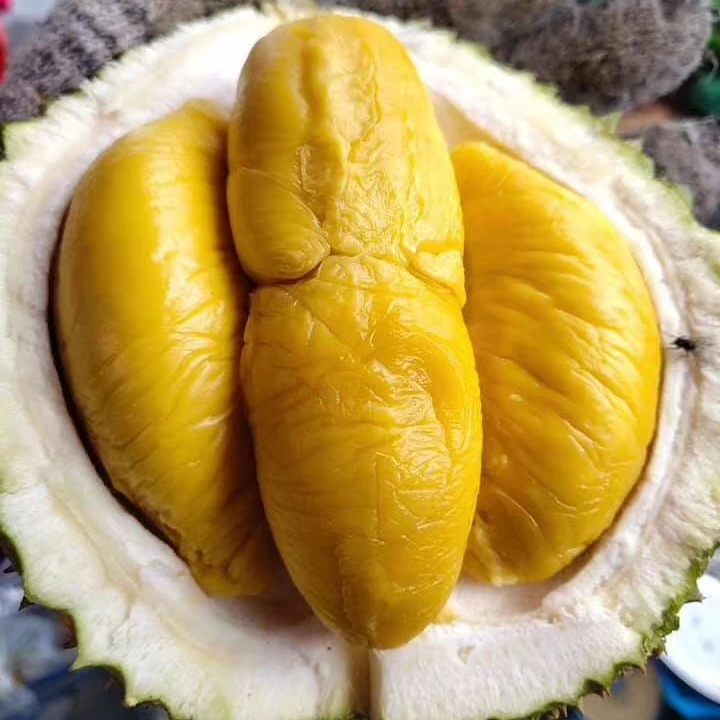  Свежие малазийские старые деревья Musang King Durian
