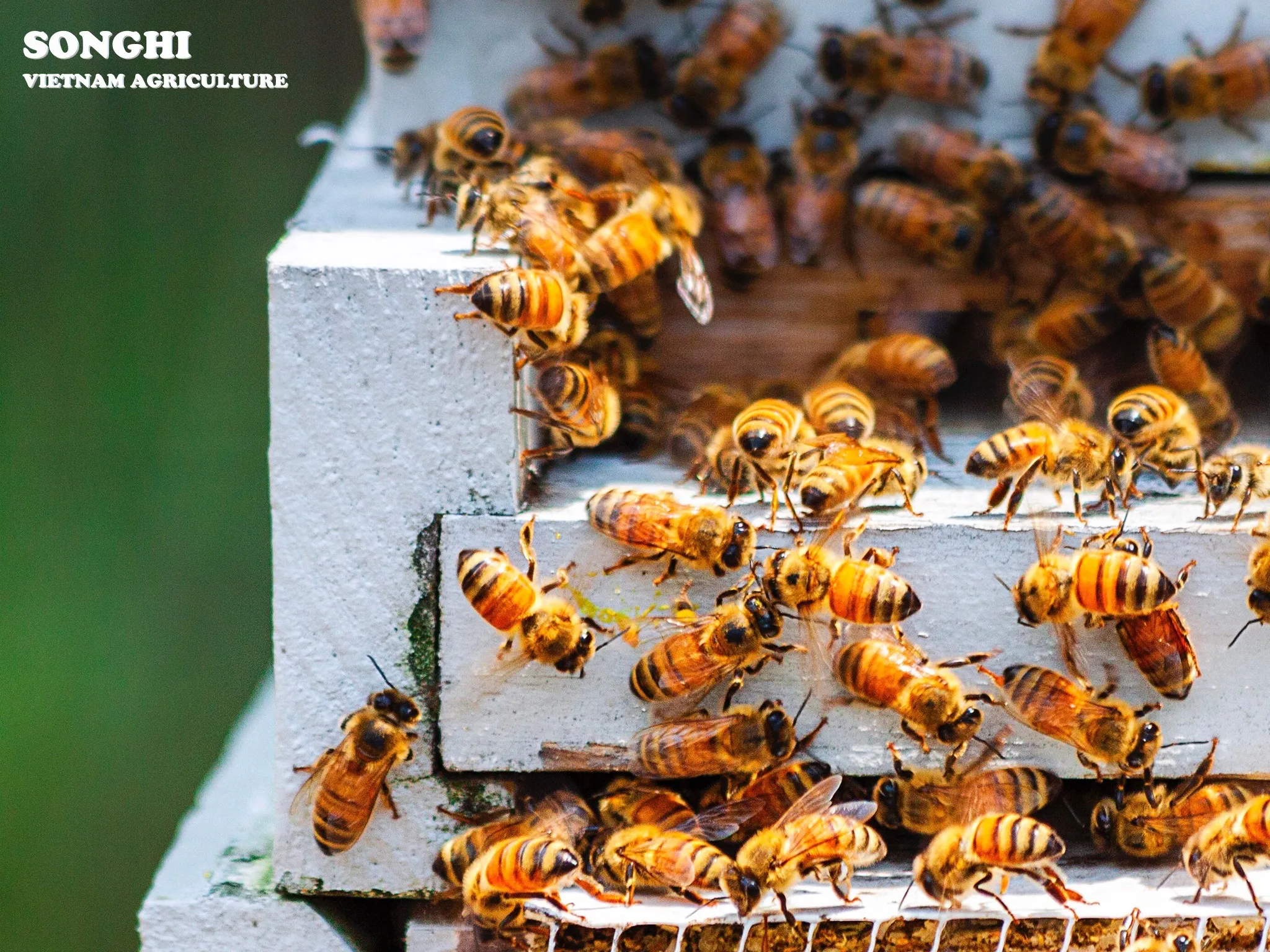 
Honey with Cashew flavor for wholesale from Vietnam / Special Cashew Honey (and other Flavor like: Coffee, Litchi, Rubber,.. ) 