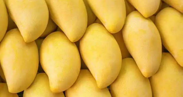 High Quality Fresh Fruit Ataulfo Mango