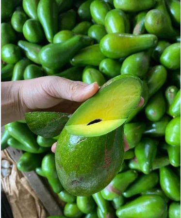 Самая дешевая свежая камера авокадо 034 Fuerte Hass Вьетнам 84 896674503