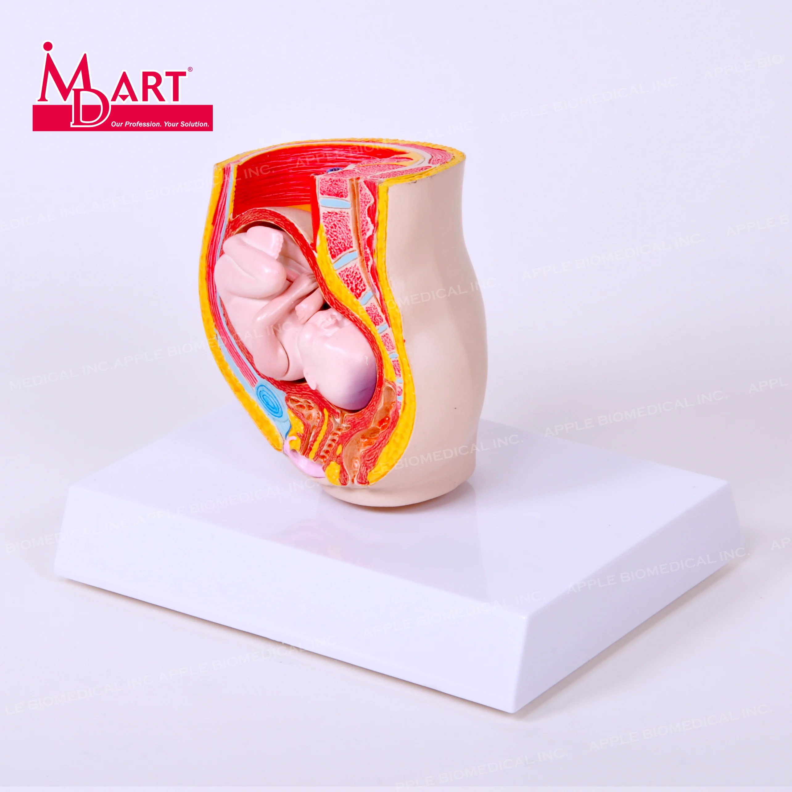 
Obstetrics and Gynecology detachable fetus model with cross section uterus 
