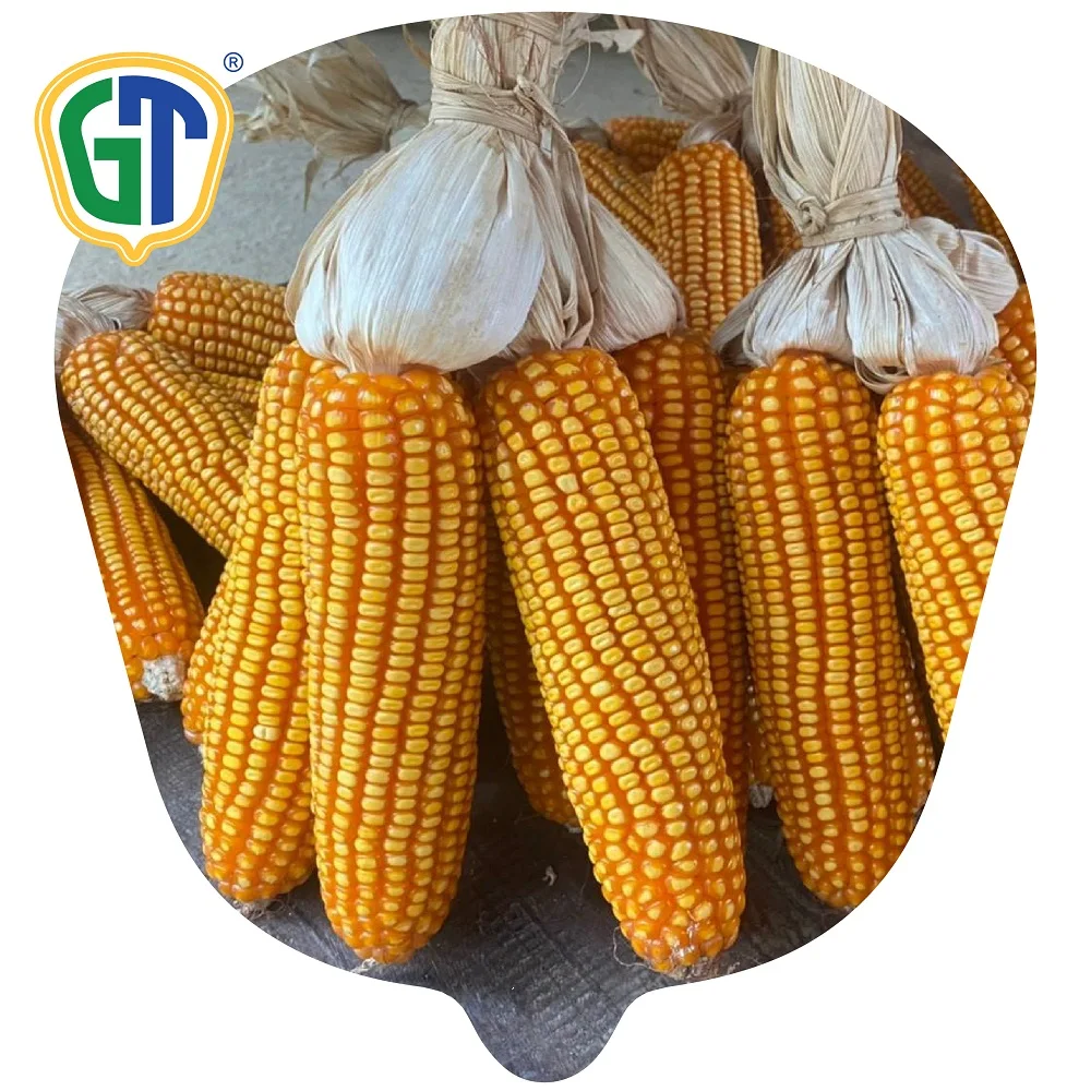 Hybrid f1 Heat Resistant  Yellow Corn Seed Vegetable Seed Maize Seed