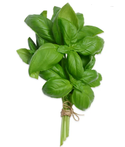 Fresh Basil Bulk High Quality from Turkey Wholesale Green Color Flat Leaf 2022