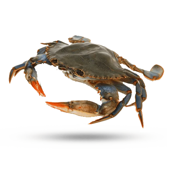 Грязевой краб