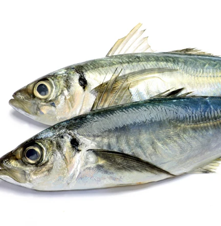 Frozen Horse Mackerel /Pacific/Indian/Atlantic Mackerel fish for competitive rates.