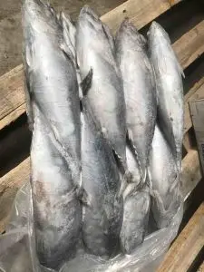 Hot Selling Frozen Bonito 600gram Bqf Pouch 2Kg Raw Material Tuna Bonito Striped In Cheap Price