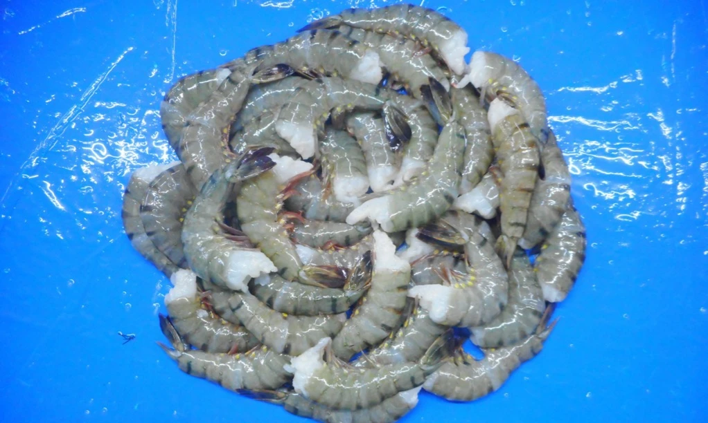 TIGER SHRIMPS BEST PRODUCT EXPORT INDIA