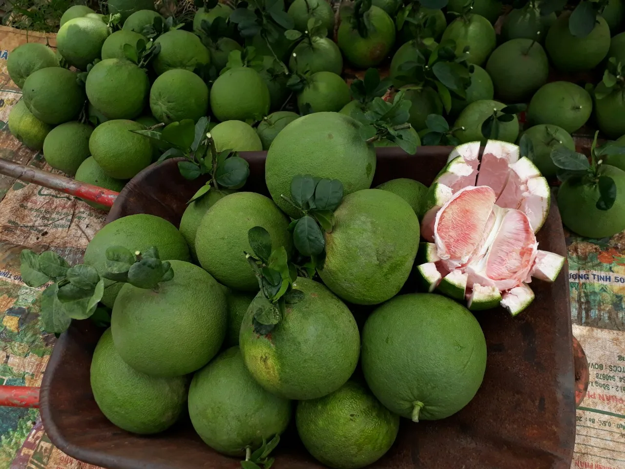 Pomelo, Fresh Green pomelo/Grapefruit From Vietnam Healthy Nutritious Supper Sweet red pomelo
