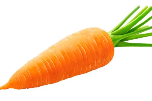 Свежая морковка конкурентоспособная цена высокое качество экспорт из