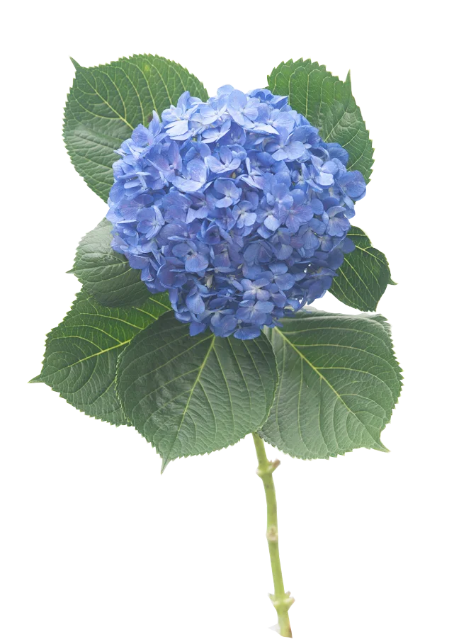 Super fresh cut ortenisa finest quality premium size (20/21) cm SCHOKING BLU fresh flowers hydrangea decorative flowers