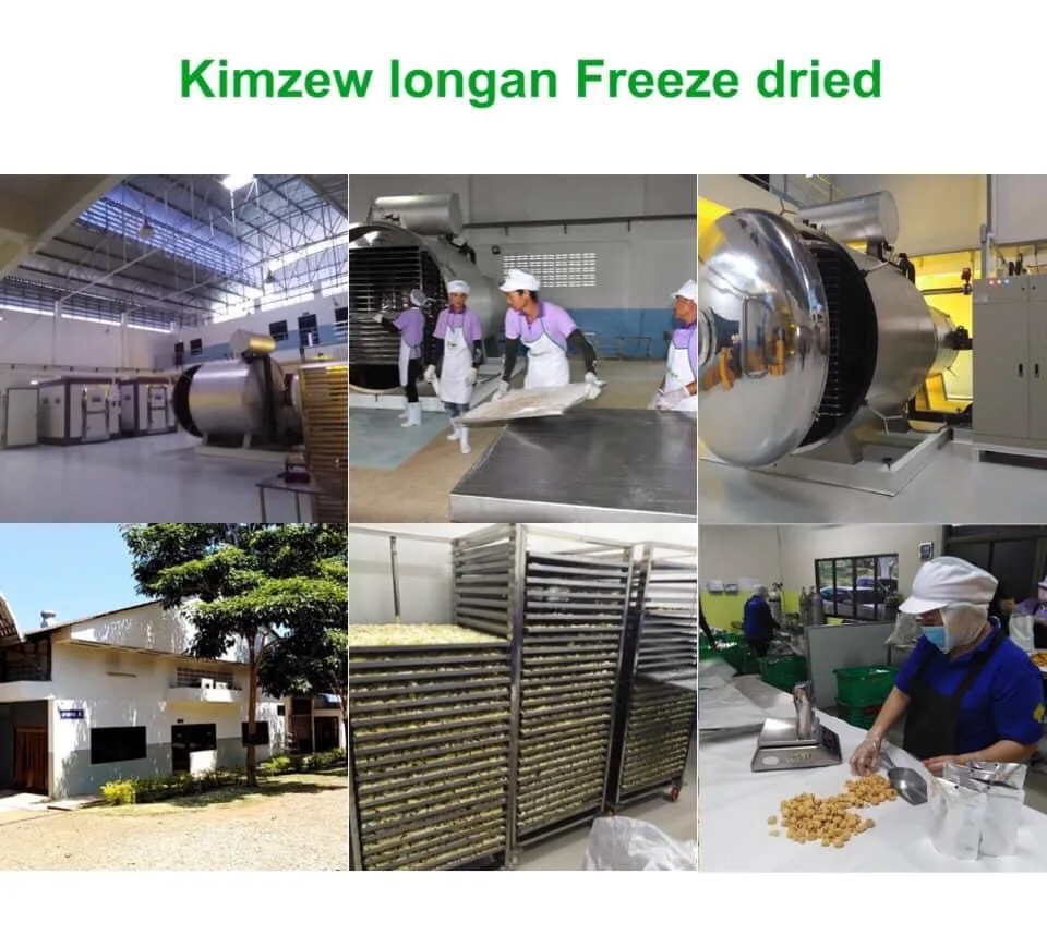 Longan Meat Dried longan  Kimzew Freeze Dried Good Quality Thailand