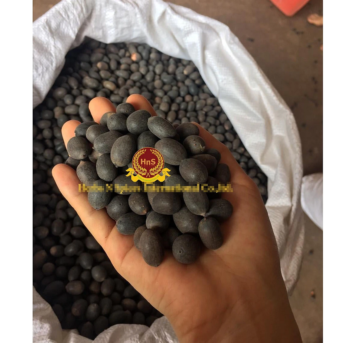 Семена Черного Лотоса по конкурентоспособной цене из