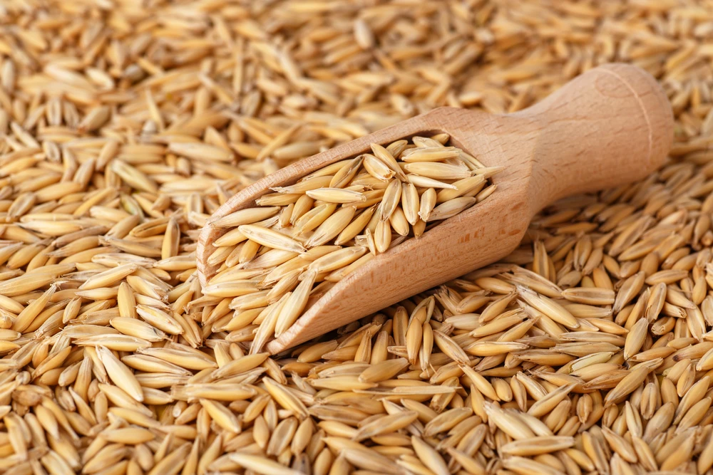 
Great quality natural oats grain product of Russia 