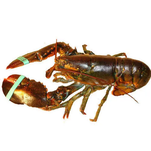 fresh-lobster-500x500.jpg