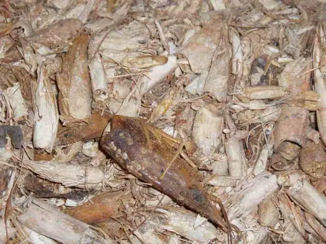  low price dried shrimp shell meal waste powder with good and top quality for animal