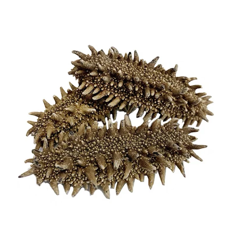 Greece Dried Wild sea cucumber Simonfish Amsterdam High Quality Sea Cucumber For Sale greek polii tubulosa