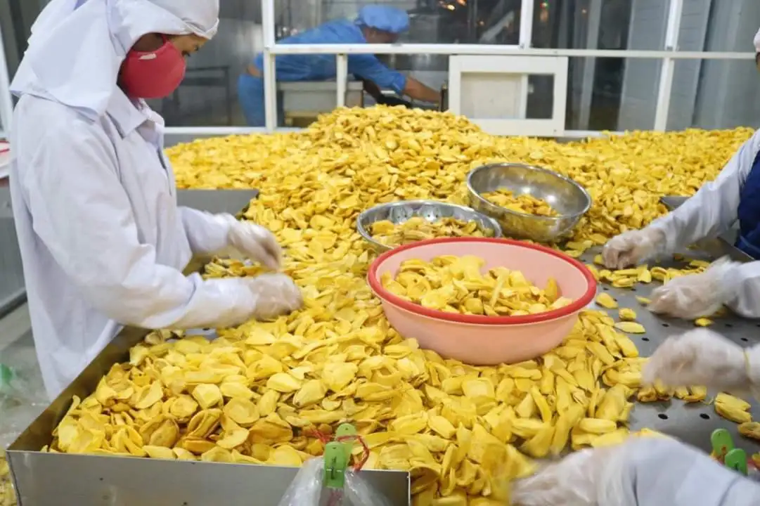 Vacuum Pack Dried Jack Fruit Vietnam - Fruits 100% Natural(Certificate: HACCP ISO 22000 VIETGAP) From Vietnam