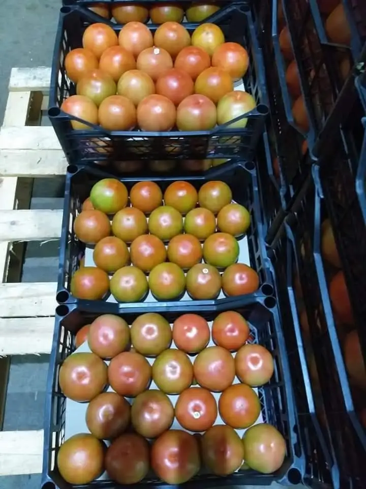 Durable Red Green Fresh Tomatoes Mature Tomato Best Quality For Wholesale Quick Response Good Price from TURKEY