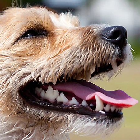 
Nutrasyn DentalVets Max Protection Mint Flavor Tablets for Small Breeds Dogs 