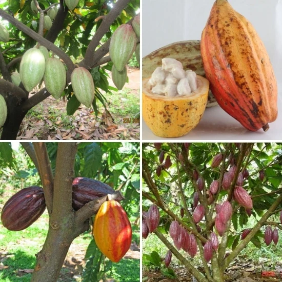 100% вьетнамский натуральный какао-порошок/какао-семена