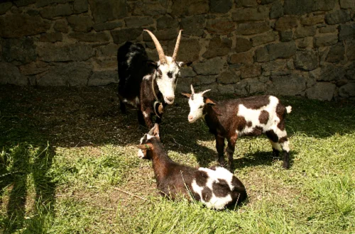 Tauernscheck goats,cow,camel,sheep,goat,ox,bull