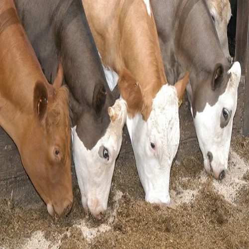  Твердый питательный диетический пирог из пальмовых ядер для кормления животных курицы коров свиней овец коз в тимашиовске Краснодарском крае России