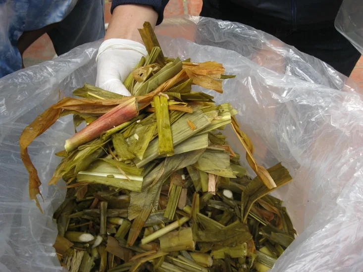 
Corn Silage High Quality Cheap Price/ Corn Silage in Vietnam/ Corn Silage for Animal Feeding 