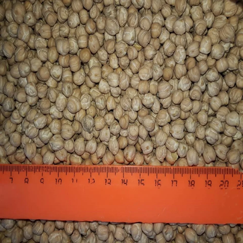 Оптовая продажа натуральный органический нут kabuli desi Лучшая цена от казахского производителя