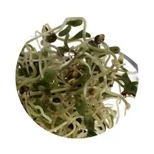 
Organic Alfalfa Sprouting Seeds/Alfalfa Seed,Mustard Seeds 
