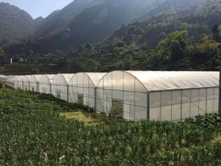 Легкая сборка, листовая теплица из поликарбоната, низкая цена, сельскохозяйственная теплица