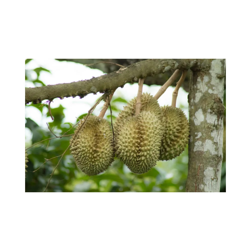 Fresh durian for china original from thailand