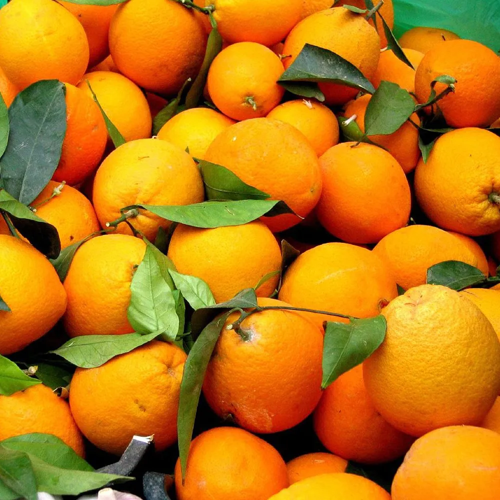 Fresh Egyptian Orange | Wholesale Price | High Quality Orange For Sale