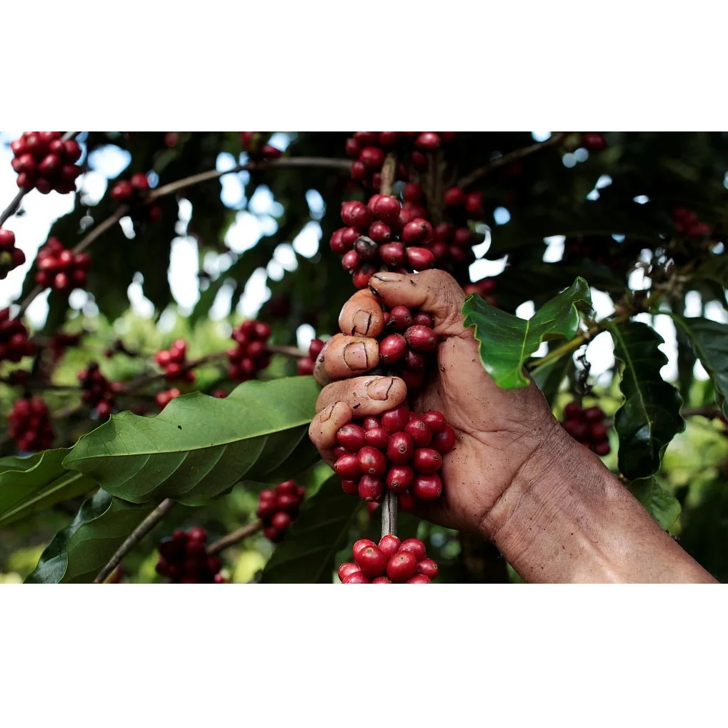 1 килограмма, кофейный Тип Премиум-Качества, жареные кофе-зерна Robusta, экспорт из Вьетнама