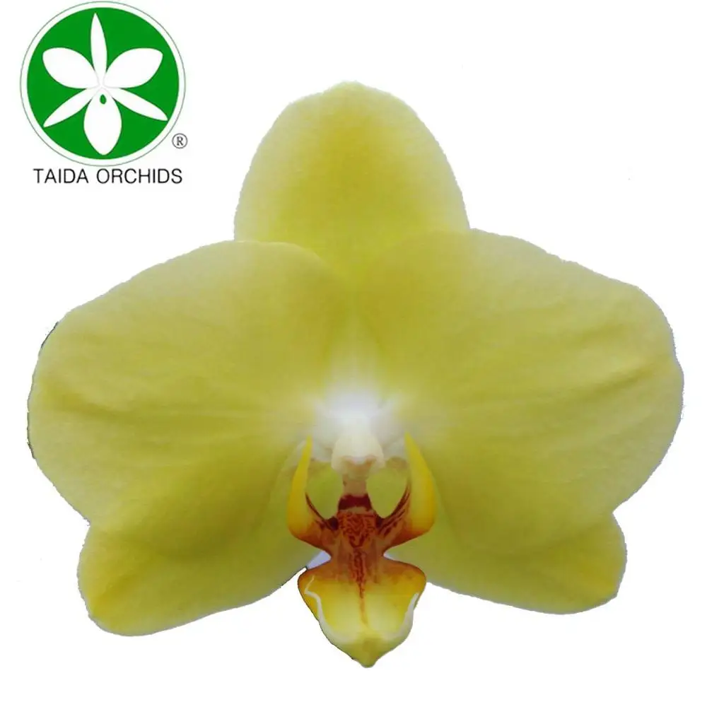 
phalaenopsis blooming orchid plants for sale 