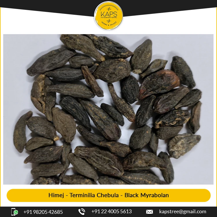 Wide Selling Pure Grade Himej Terminilia Chebula Yellow Myrabolan for Bulk Buyer