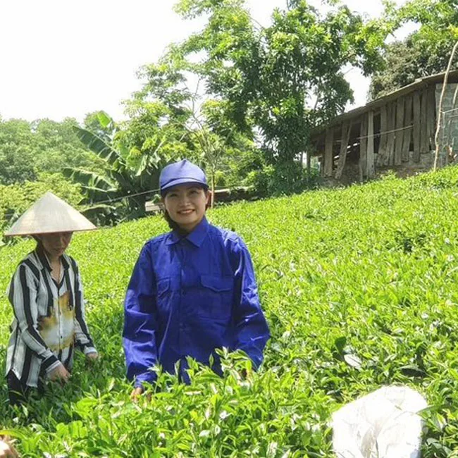 Чай Ким нхэм олун 2 кг лучший бренд Suong Mai производитель из Вьетнама лидер продаж хорошая цена низкий минимальный заказ рассыпчатый чай