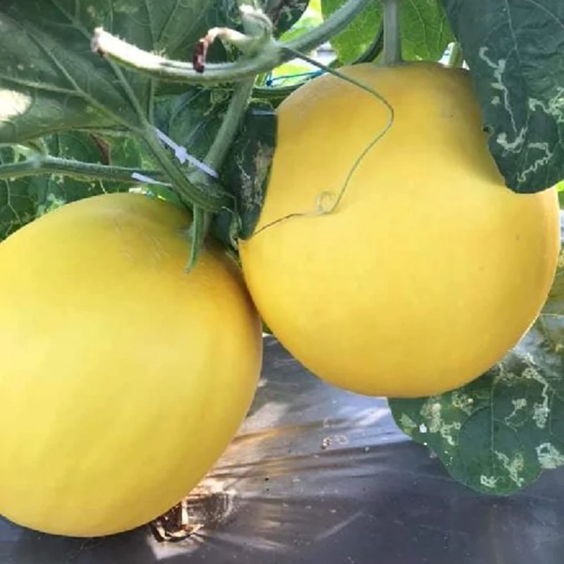 
Fresh Canary Melon High quality made in Vietnam Yellow Melon 
