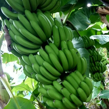 
Good Choice Organic Fresh Green Cavendish Banana for Global Market from Vietnam with Sweet Taste 
