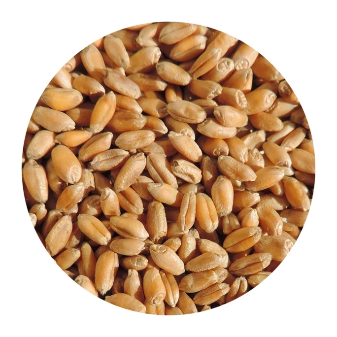 
Высшее качество, класс 4, артикул 12 + Пшеница русского происхождения по низкой цене 