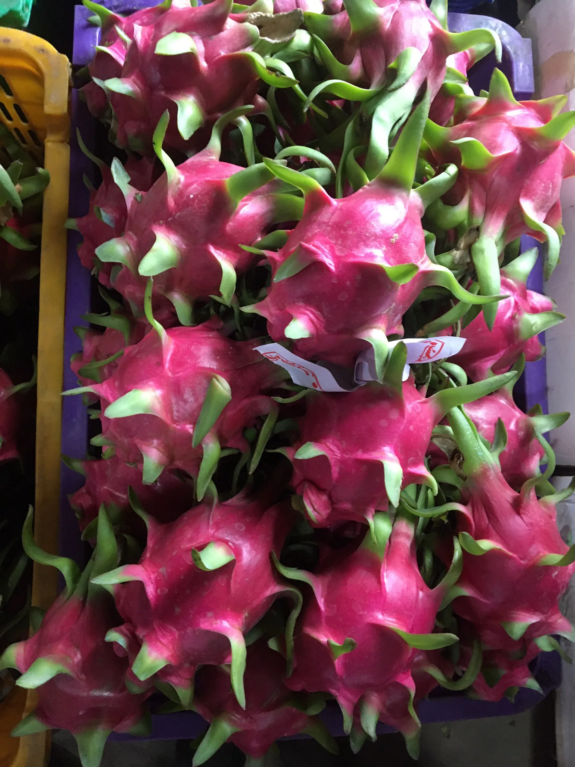 Свежие красные кости из фруктов дракона/оптовая продажа свежих красных костей Pitaya Вьетнам