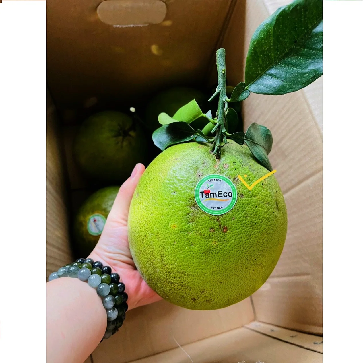 Top Fresh And Green Agriculture Fruits TamEco Organic Pomelo with Delicious flavor from Viet Nam
