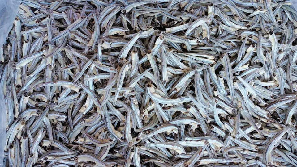 Vietnam dried anchovy with best quality seafood direct good price-  WHATSAP: 0084 989 322 607