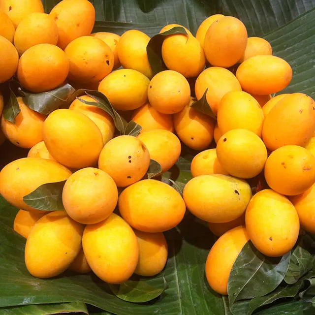 Marian Plum Fresh from Thailand